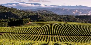 Californian wine competition..