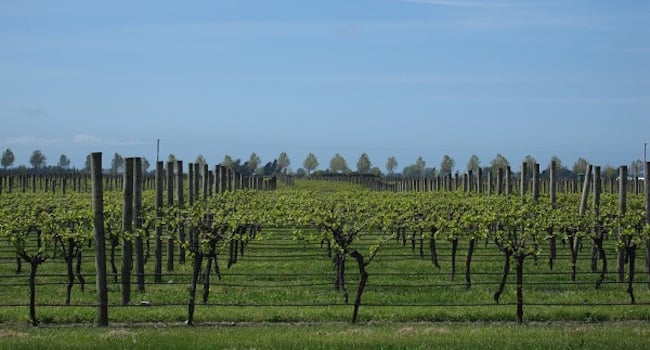 Four different styles of Marlborough Sauvignon Blanc by Frankly Wines