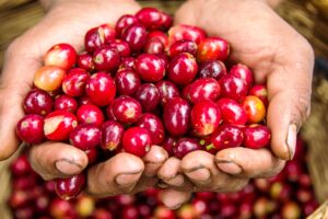 Coffee Beans