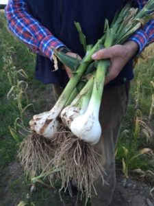 Drummond House Garlic