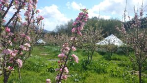 The Ultimate Guide to Glamping in Ireland Pink Apple Orchard