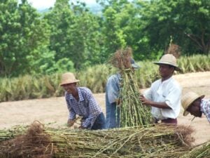 Oiling the Seeds of Progress - The Bayin Foods Story