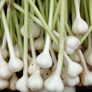 Drummond House Garlic