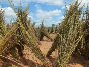 Oiling the Seeds of Progress - The Bayin Foods Story