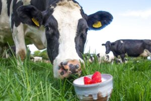 ProU Yogurt