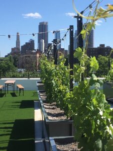 Brooklyn's Rooftop Vineyard Challenges the Concept of Terroir