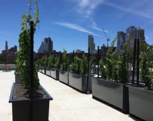 Brooklyn's Rooftop Vineyard Challenges the Concept of Terroir