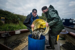 Lough Neagh Eels