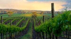 The Wonderful Wines of Oz: No Place Like Australia for Modern, Exciting Wines