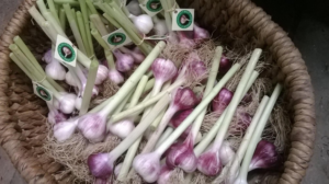 West Cork Garlic