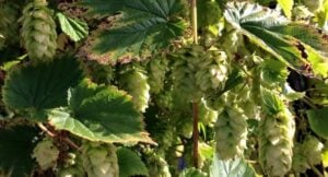 Hops: A Very Brief Crash Course