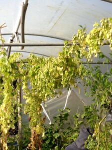 Hops: A Very Brief Crash Course