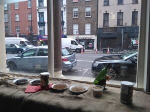 Dublin 8: On the Verge of A New Golden Age for Brewing and Distilling