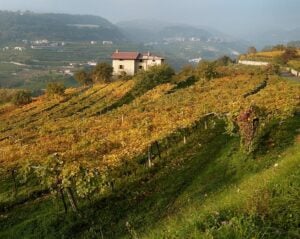 Fall in Love with Wines from la Bella Valpolicella