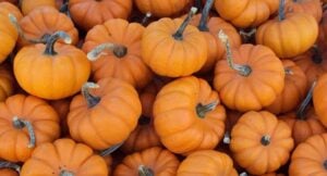 Autumn Brewed: Discover Pumpkin Beer