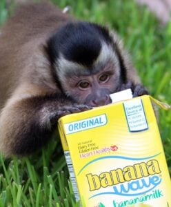 banana-milk