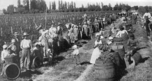Elegance and Refinement: Discover the Fourth Wave of South American Wines