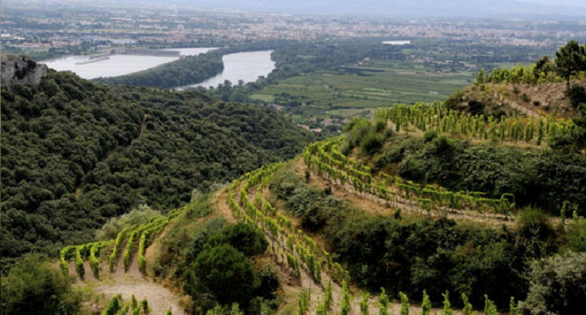 Wines of the Rhône Valley