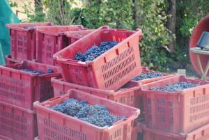 Domaine la Sarabande Wine Story