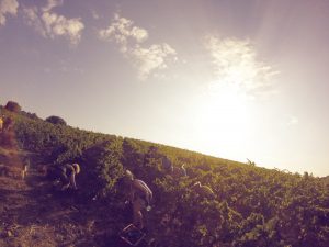 Domaine la Sarabande Wine Story
