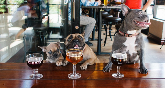 Tails will be Wagged for 10 of the Best Dog Friendly Restaurants and Bars in Dublin