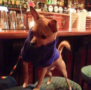 Tails will be Wagged for the Best Dog Friendly Restaurants in Dublin