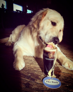 Tails will be Wagged for the Best Dog Friendly Restaurants in Dublin 3
