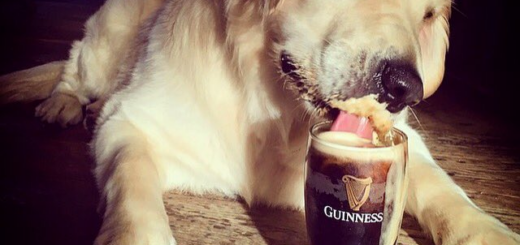 Tails will be Wagged for the Best Dog Friendly Restaurants in Dublin 3