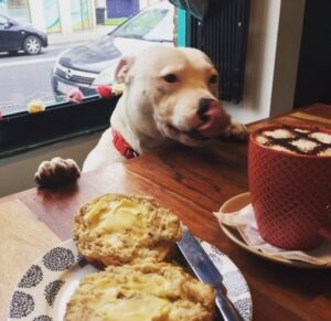 Tails will be Wagged for the Best Dog Friendly Restaurants in Dublin