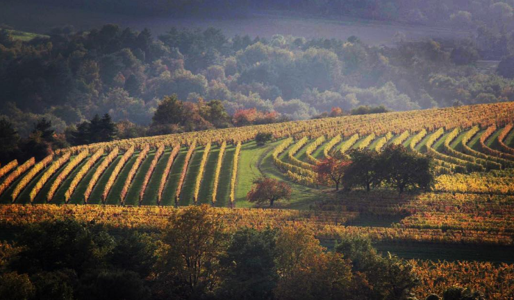 Burgundy Wines by Liam
