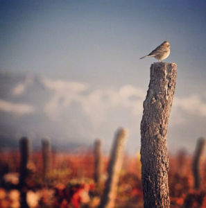 Top Ten Malbecs from Argentina to Celebrate this World Malbec Day