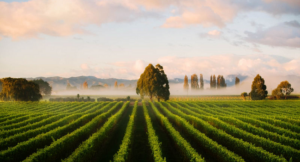 New Zealand Wine Exports to the USA Broke Record Sales and Surpassed €450 Million