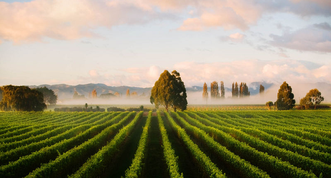 New Zealand Wine Exports to the USA Broke Record Sales and Surpassed €450 Million