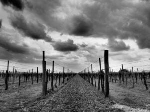 "When you Taste Wines, don't Stop at the First Impression" – Enrico Fantasia of Piglet Wine Bar