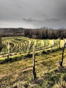 "When you Taste Wines, don't Stop at the First Impression" – Enrico Fantasia of Piglet Wine Bar