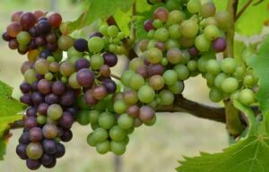Pinots Everywhere From Pinot Noir to Pinot Gris, Meet this Unique Family 1