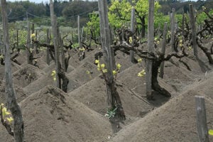 Etna Wines, Taste Sicily's Volcanic Treasure Tenuta delle Terre Nere Vineyard 6