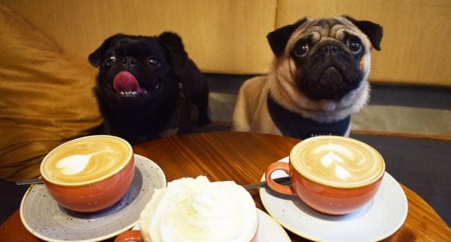 Pop Up Pug Cafe 5