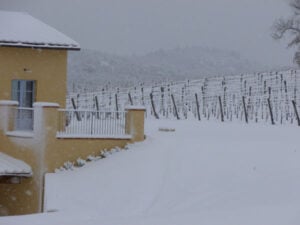 Etna Wines, Taste Sicily's Volcanic Treasure Tenuta delle Terre Nere Vineyard 6