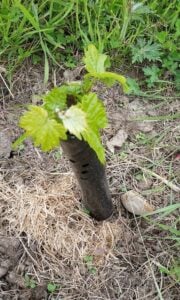 Viticulture Ireland