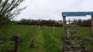 Viticulture Ireland