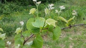 Viticulture Ireland