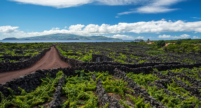 An Island of Wine Exists and it Looks Out of this World