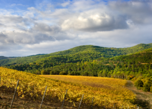 Win a Hamper of Fine Wines from Navarra to Celebrate the Fiesta de San Fermín