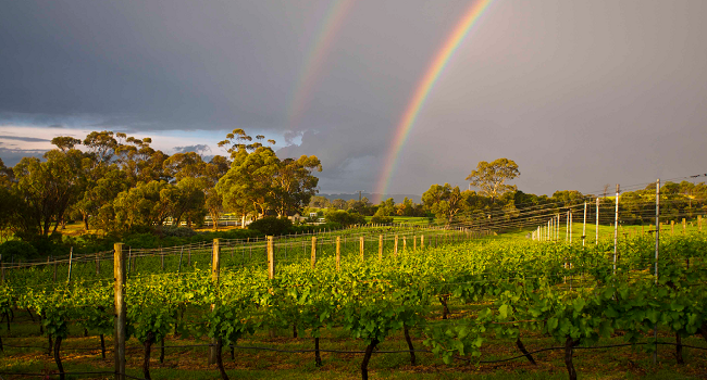 The Past, Present and Future of Winemaking in Ireland