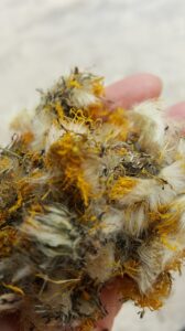 Biodynamics Wizardry in the Languedoc