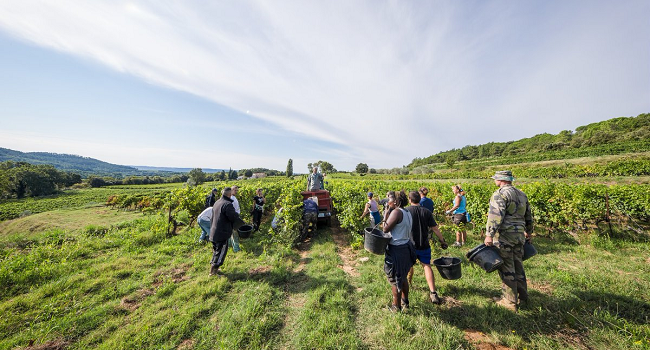 Game of Rhones - Brace Yourselves, Great Wines are Coming Cornas Vineyards with Rhone River