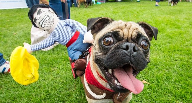 DOg Festival 1