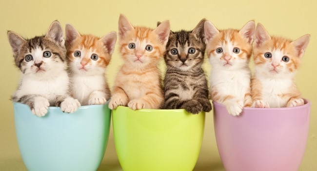 Dublin New Cat Lounge is the Purrfect Spot for Feline Fans feat