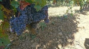 Field of Dreams A Spiritual Quest to Reimagine the Languedoc 10